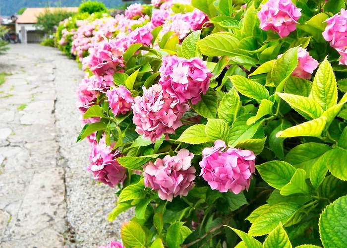 마리아 인터라켄